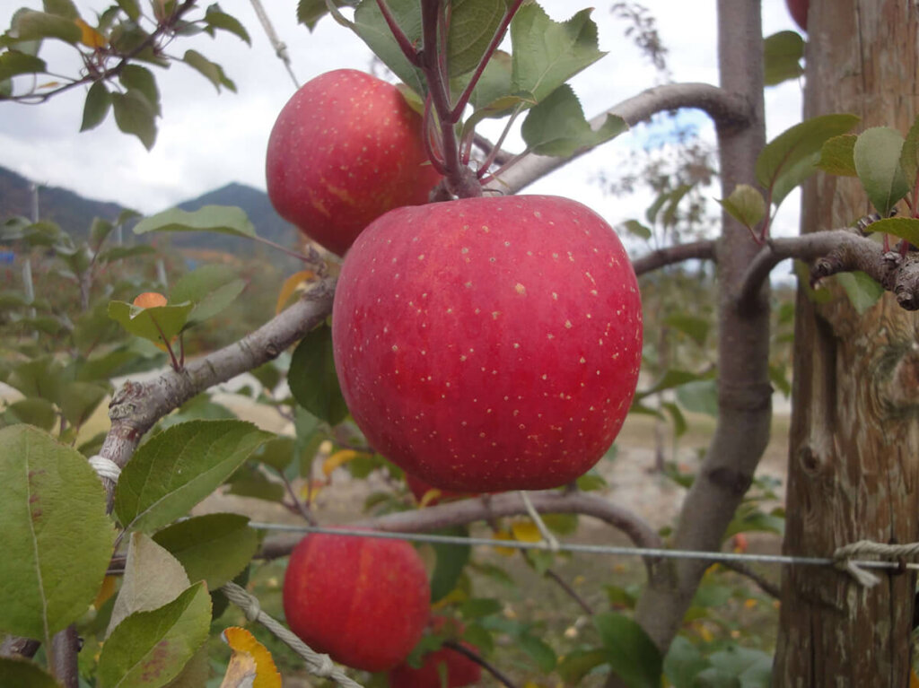 りんごの品種 | 平林農園